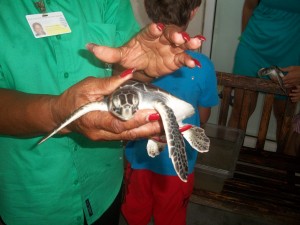 Baby Turtle, Turtle Farm, Grand Cayman