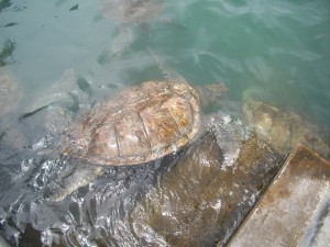 Turtle Farm, Grand Cayman